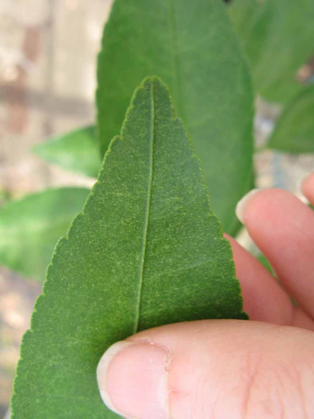              Margin (Phillip Rucks Citrus Nursery, Frostproof, FL)       